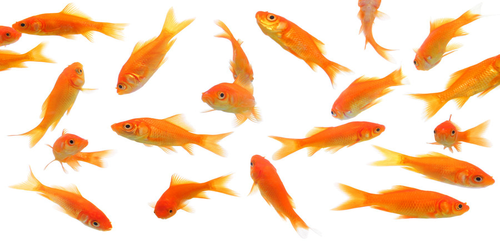 The Story of How My Goldfish Raised My GPA