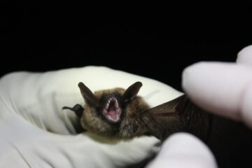 Protecting the future of the Eastern Small-Footed Bat 